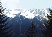 Mountains Framed by Pines